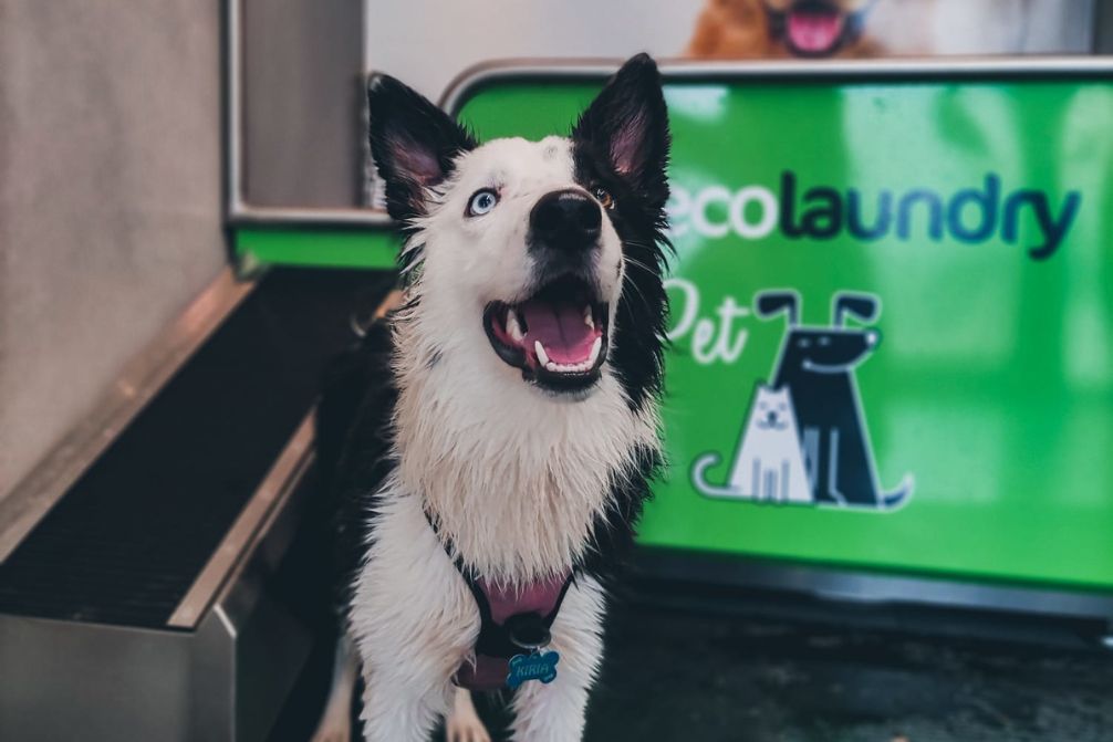 ecolaundry pet