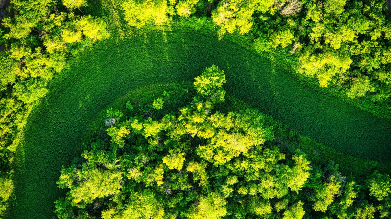 lavanderia autoservicio economia circular