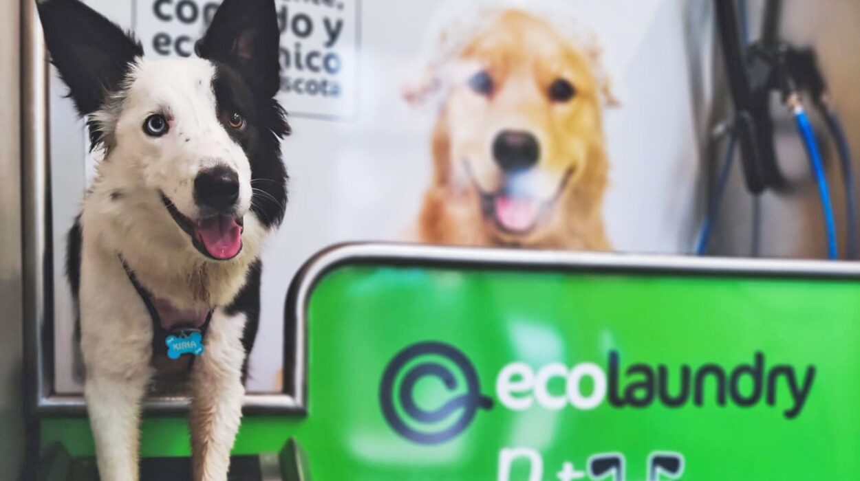 como montar autolavado perros