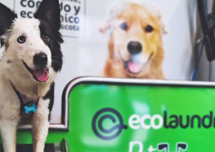 como montar autolavado perros