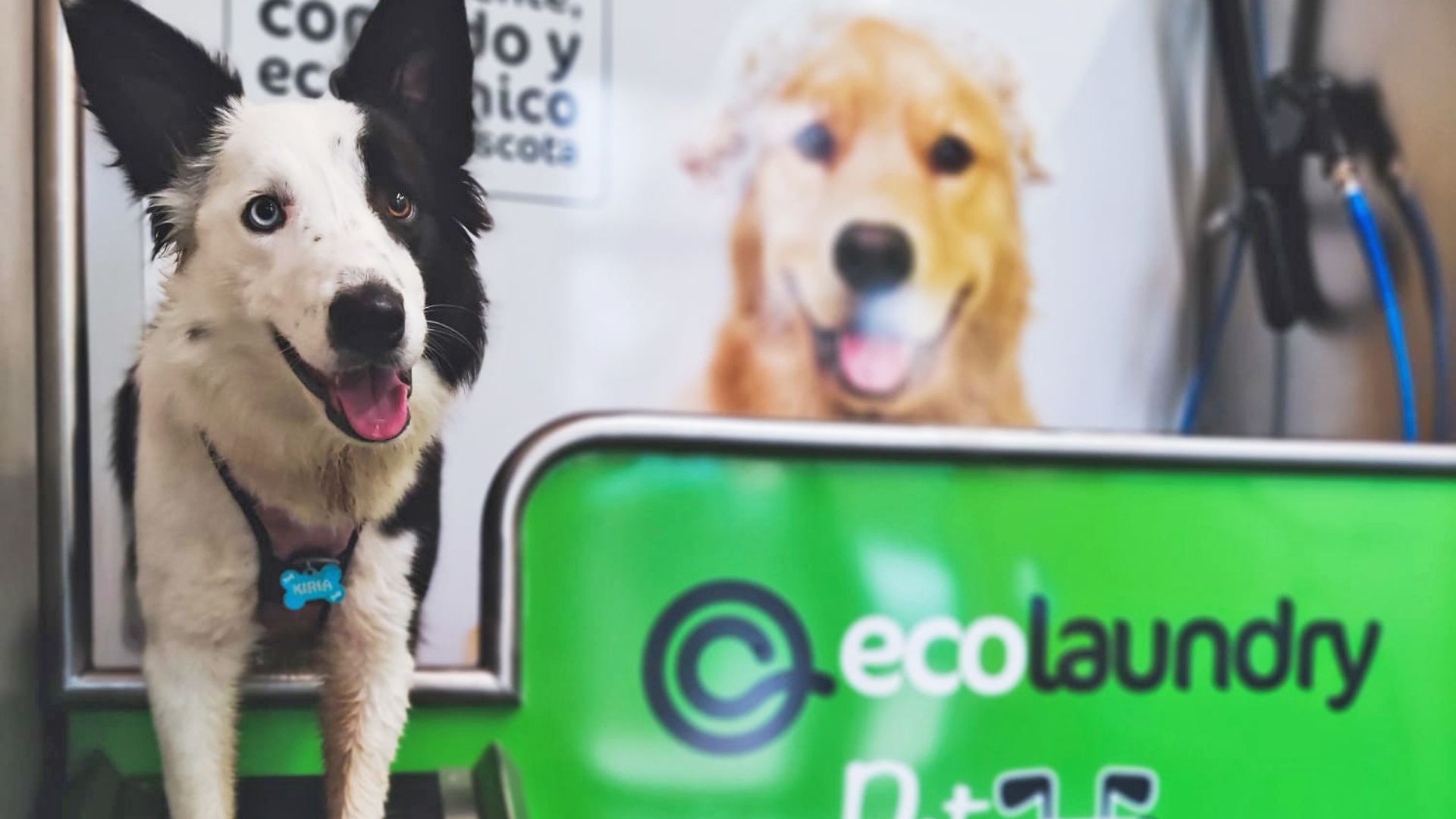 como montar autolavado perros